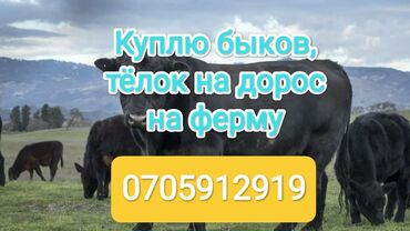 куплю дойную корову: Куплю | Коровы, быки, Лошади, кони | Круглосуточно, На откорм, Самовывоз