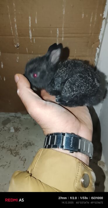 Gəmiricilər: Salam dovşan balaları satılır. Sevdiklərinizi yeni ilde sevindirmək — 6