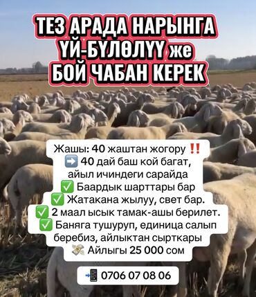 кух работница: Требуется Пастух, Оплата Ежемесячно, Питание