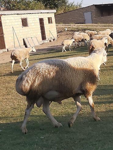 qarabağ ati: Təmiz qaradolaq sortudur. 2 yaşı var. yaxşı bala düşür. aktiv — 2