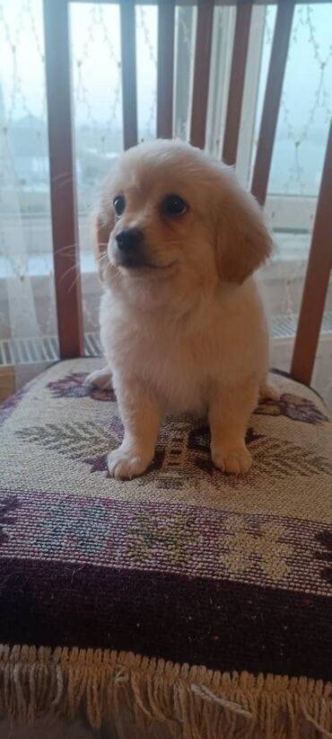 it satış: Pekines, 2 ay, Ünvandan götürmə