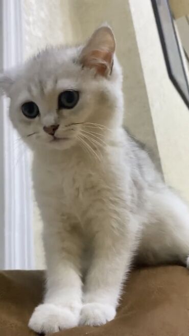 british cat: British silver shinshilla giz. 9 dekabr anadan olub ; 2 peyvendi var ;
