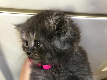 Pişiklər: Şotland yastı qulaq, Erkək, Dişi, Yaxşı əllərə, Rayonlara çatdırılma, Pulsuz çatdırılma, Ünvandan götürmə — 9