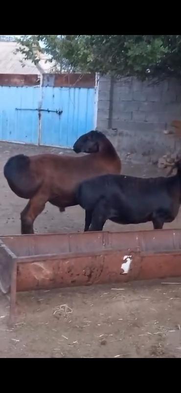 Qoyunlar, qoçlar: Cütü 450. AZN dişi boğazdır — 4