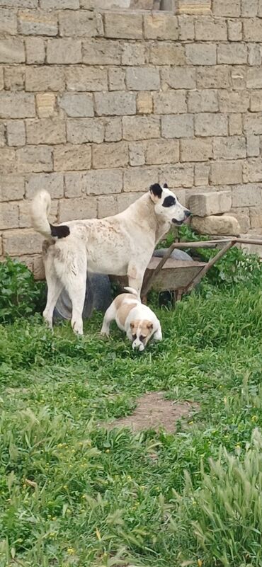 İtlər: Qurdbasar, 1 il, Erkek, Peyvəndli, Rayonlara çatdırılma lalafo.az -da İtlər: Qurdbasar, 1 il, Erkek, Peyvəndli, Rayonlara çatdırılma