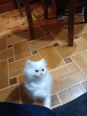 Pişiklər: Britan — 9