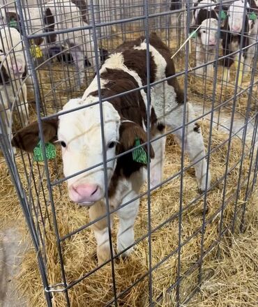 Dana, buzov: Dana, buzov, Dişi, Simental, ay: 1, Damazlıq, Ətlik, Rayonlara çatdırılma, Pulsuz çatdırılma, Ödənişli çatdırılma — 6