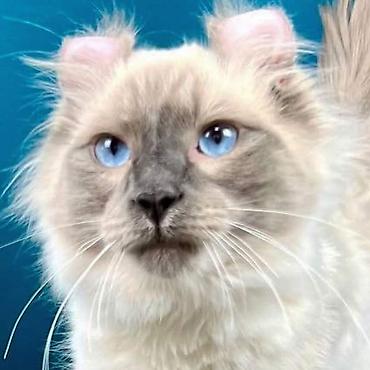 кошки свинкс: Кошки.Порода: Американский керл (American Curl). Котята . Есть котята — 5
