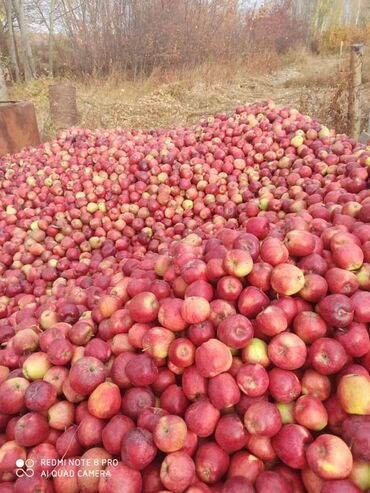 боконбаева разакова: Яблоки Оптом