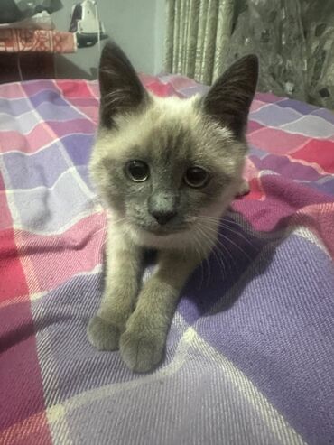 Кошки: Кошка даром: Сиамская, 5 месяцев, Девочка