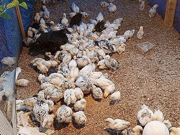 cucə badamdar: 1 aylıq və 20günlük serebrist cücələr satılır. 1 aylıq 2.50 azn 20 — 5