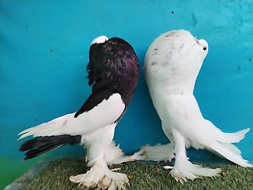 Göyərçinlər: Satilir pomeran Dutular 2 Cut Var cutu 120 Manatdi Bir cut Ag Qara Var — 25