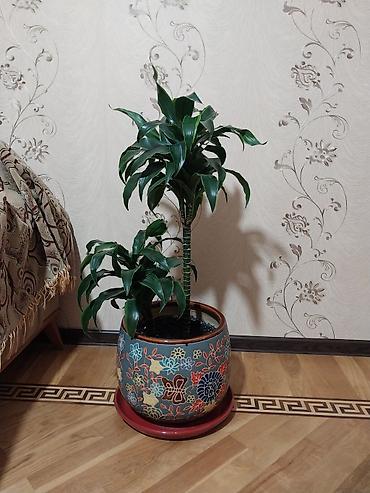 guller ve adlari: Çox gözəl çox xeyirli və dünyada böyük bioloji dəyərli Dracena — 4