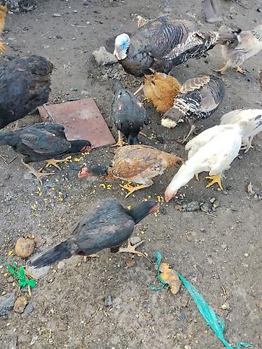 Другие с/х животные: Продаются сельскохозяйственные птицы смешанного поголовья для — 1