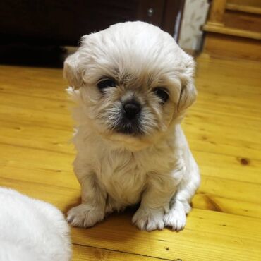 Akvarium aksessuar və ləvazimatları: Pekines, 2 ay, Erkek, Ünvandan götürmə