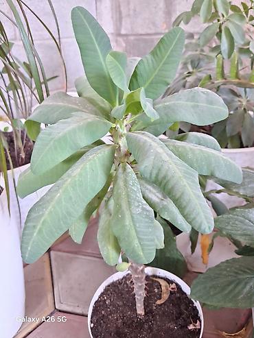 Комнатные растения в горшках: - Шефлера (Schefflera arboricola) lalafo.kg да — 4 Комнатные растения в горшках: - Шефлера (Schefflera arboricola) — 4