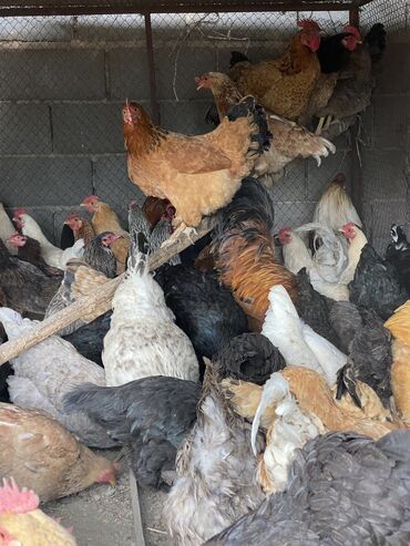 цыплята в бишкеке: Продаю домашних кур все несутся