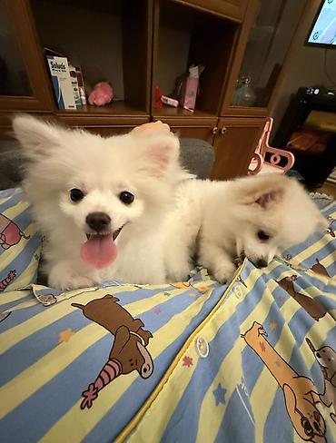 pomeranian: Şpitz, 7 ay, Dişi, Peyvəndli — 3