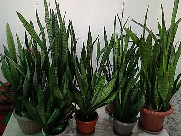 Драцены и Сансевиерии: Большой выбор Сансиеверии at lalafo.kg — 7 Драцены и Сансевиерии: Большой выбор Сансиеверии — 7