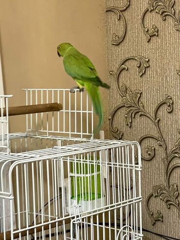 Tutuquşları: Ojerelya Arjelya Ajarelya Ojeralya Tutuquşu Yaşıl Pakıstan Tutuquşu — 3