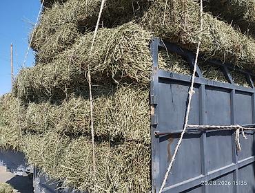 Сено в тюках кастра - Натуральное луговое сено, спрессованное в at lalafo.kg Сено в тюках кастра - Натуральное луговое сено, спрессованное в