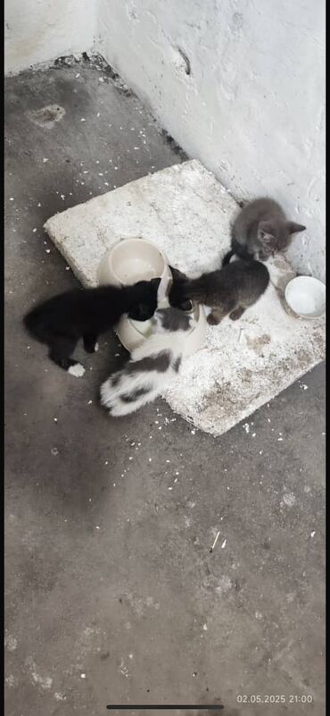 донской сфинкс кошка: Кошка даром: Беспородная, Девочка