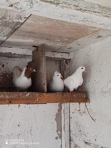 Göyərçinlər: Göyərçinlər — 2