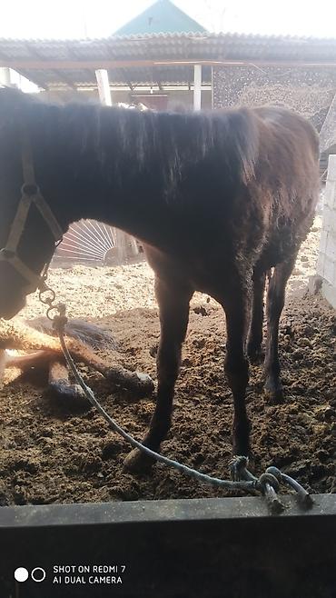 Лошади, кони: Продаю | Конь (самец) | Рабочий | Мерин — 2