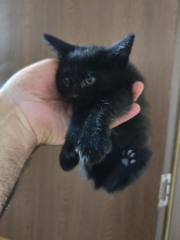 Pişiklər: Yaxşı əllərə — 3