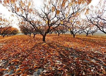 Уборка территории: Уборка территории — 11