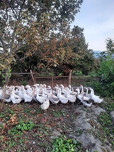 toyuq cuce alqi satqisi: Qaz sürüsü – ev quşları - Növ: Ağ və boz tonlarda yerli qazlar - — 2