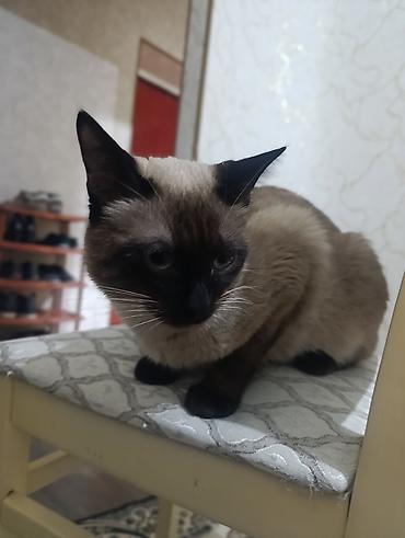 Pişiklər: Şotland — 5