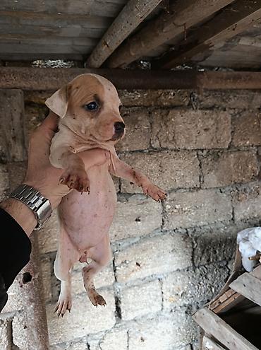 şpis itler: Pitbul, 1 ay, Erkək, Ödənişli çatdırılma — 7