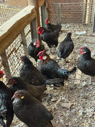 Птицы: Пpодам цыплят каpликoвoй пoроды, домашниe неcущие яйцa зимoй и лeтoм