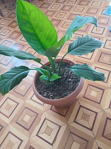 Spathiphyllum (Sülh zanbağı) – otaq bitkisi - Dibçək: klassik lalafo.az -da Spathiphyllum (Sülh zanbağı) – otaq bitkisi - Dibçək: klassik