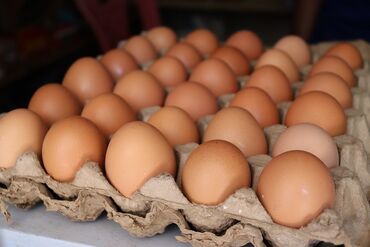 продаю опалубки: Свежие куриные яйца оптом с документами! 🥚 Предлагаем качественные