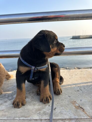 İtlər: Rotveyler, 1 ay, Erkek -da lalafo.az — 20 İtlər: Rotveyler, 1 ay, Erkek — 20