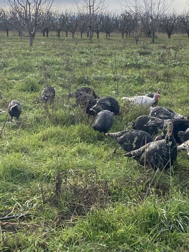 Hinduşka: Erkək, Ətlik, Ünvandan götürmə — 7