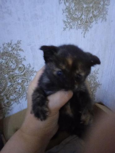 Pişiklər: Erkək, Dişi — 6