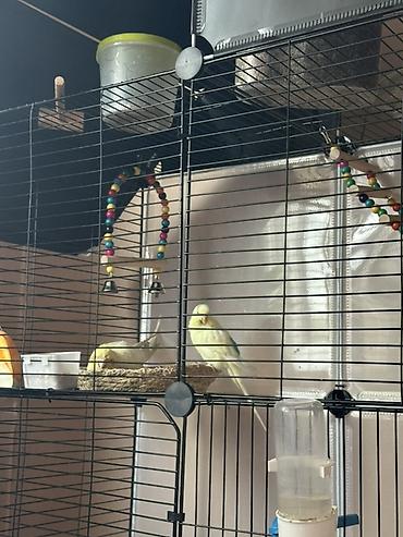 Птицы: 🦜 Продаются корелла и волнистик вместе с клеткой Продаю двух красивых — 2
