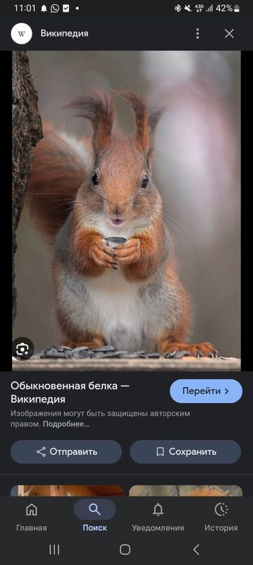 британские котята питомник: Другое
