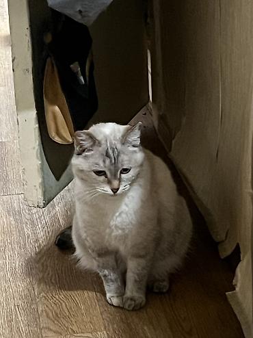 котята отдам: Котята и кошки домашние разного окраса: - Возраст 3-4 мес и старше — 10