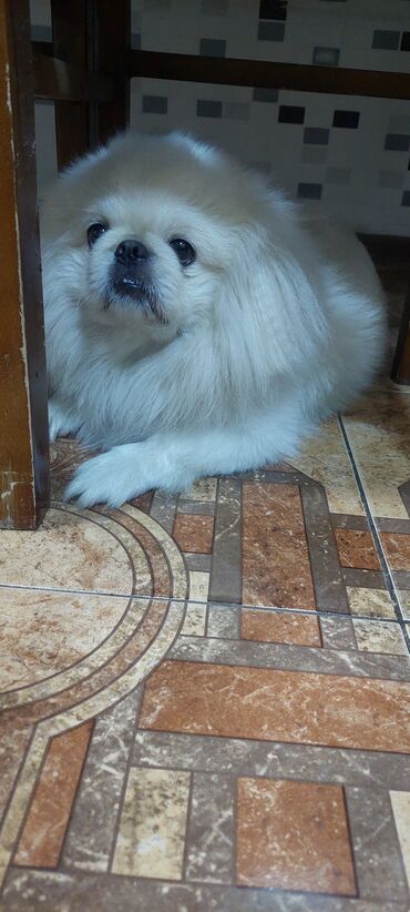 itler coban: Pekines, 2 il, Erkek, Peyvəndli, Ünvandan götürmə