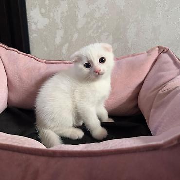Кошки: Məhsul: Pişik balaları Təsvir: - Şirin pişik balaları, ev şəraitində — 4