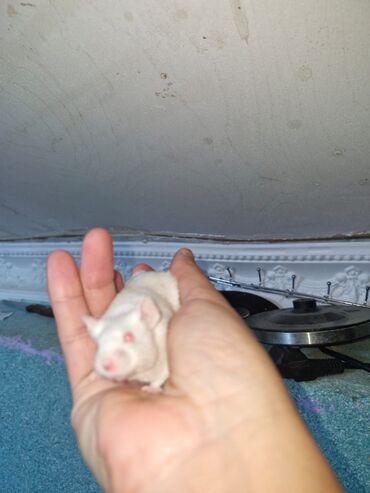 переноска длж котов: Ağ albinos siçanlar – ev heyvanı və ya yetişdirmə üçün - Rəng: tam ağ