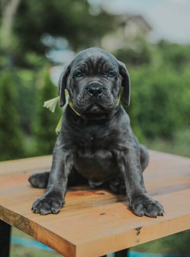Psi: Postanite vlasnik jednog od naših vrhunskih Cane Corso štenaca — 3