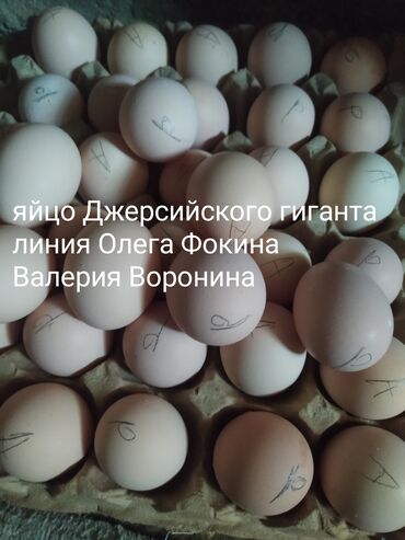 резиновые маты для крс цена в бишкеке: Продаю | Инкубационные яйца | Для разведения