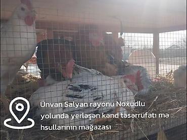 kənd toyuq: Toyuq, Damazlıq, Pulsuz çatdırılma, Ödənişli çatdırılma, Rayonlara çatdırılma — 3