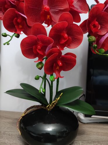 Декоративные цветы: Орхидея искусственная для декора в керамическом горшке Орхидея — 24