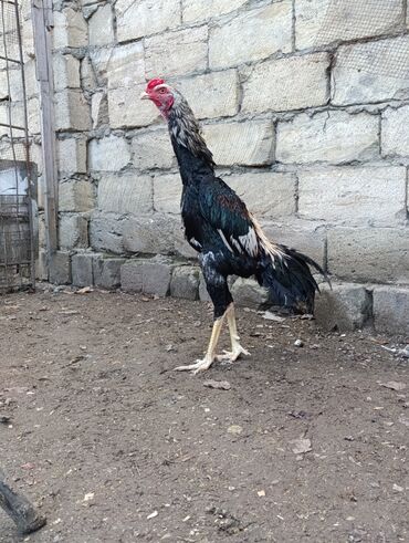 Toyuqlar: Toyuq, Damazlıq, Ödənişli çatdırılma — 1